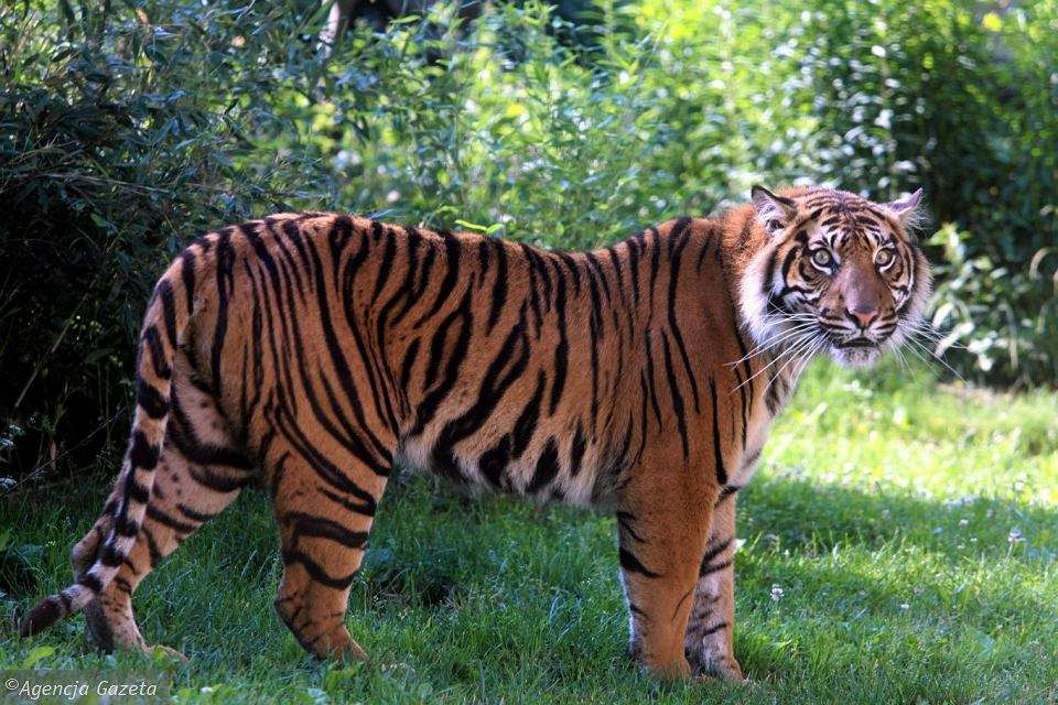 bengálský tygr skládačky online