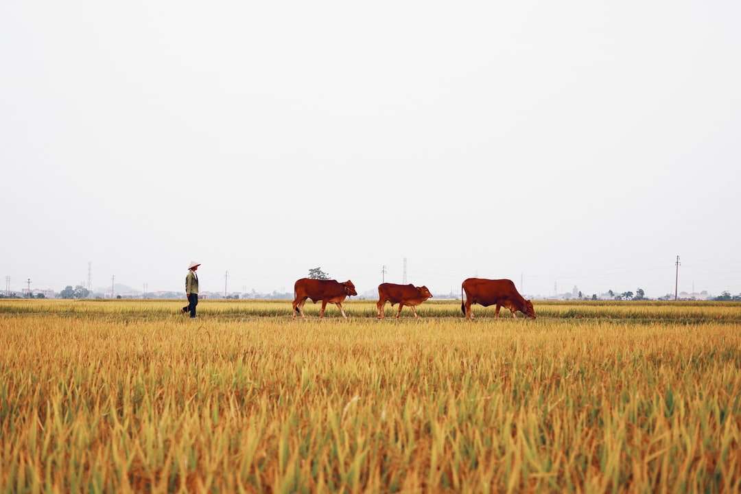 barna tehén zöld füves területen napközben kirakós online