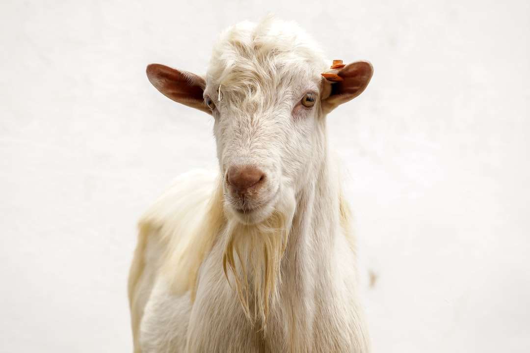 фотография със селективен фокус на бяла коза онлайн пъзел
