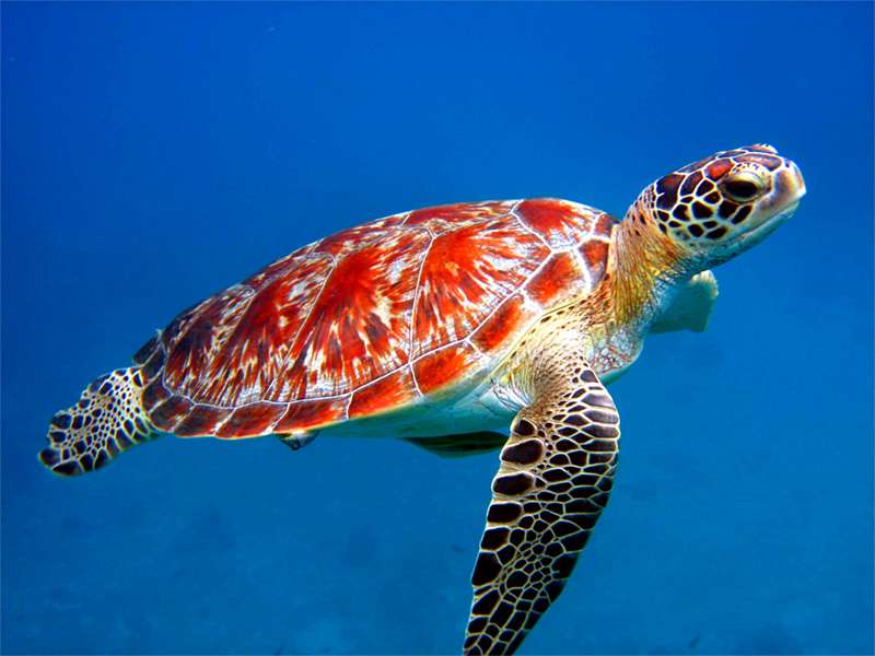 tartaruga marina puzzle online