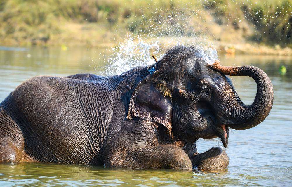 Elefant im Wasser Online-Puzzle