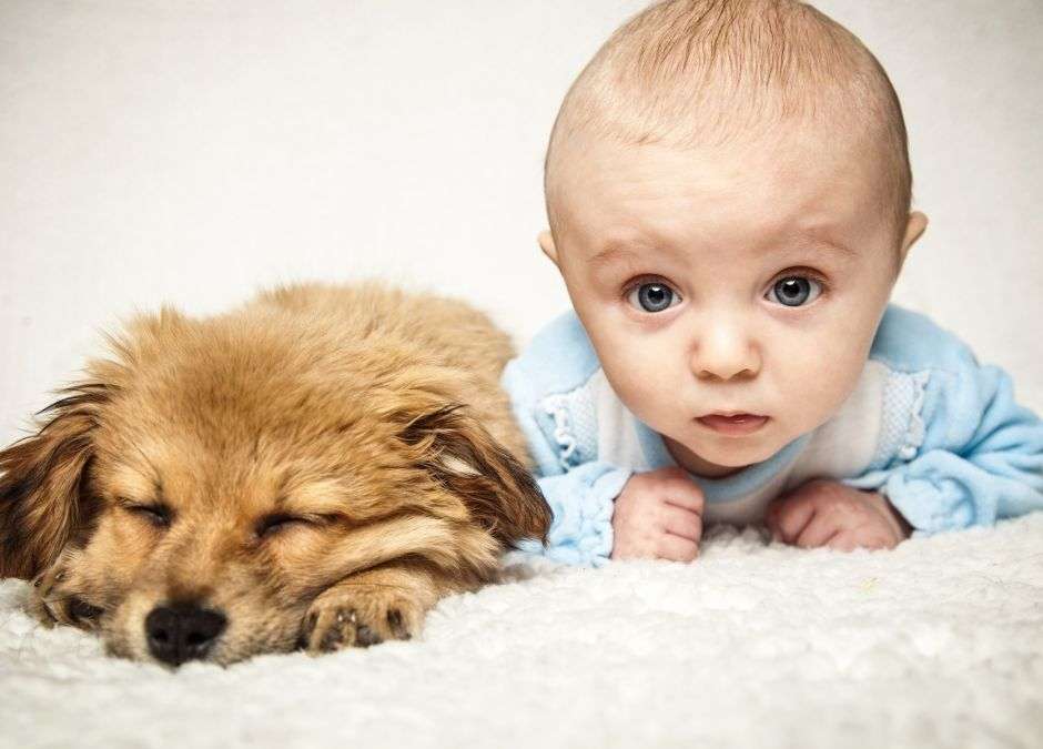 baby with a doggy jigsaw puzzle online