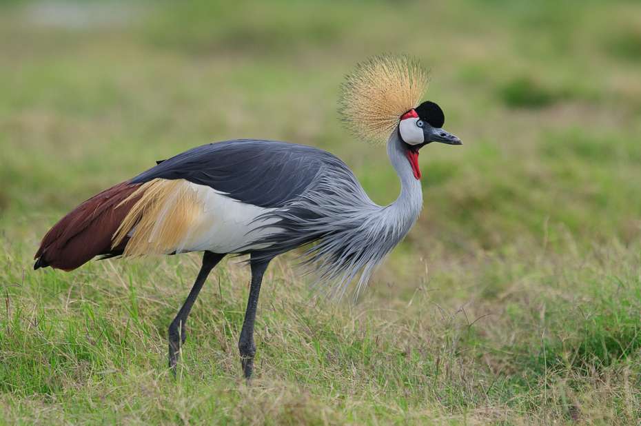 crowned crane jigsaw puzzle online