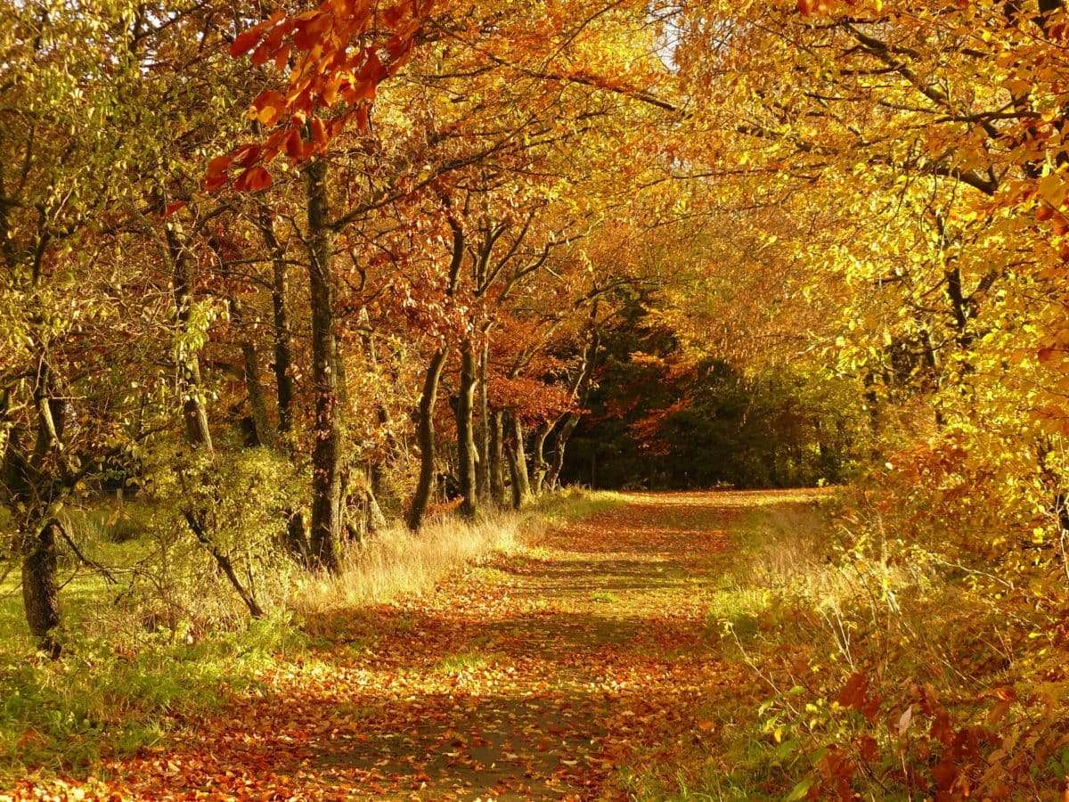 Podzim v lese skládačky online