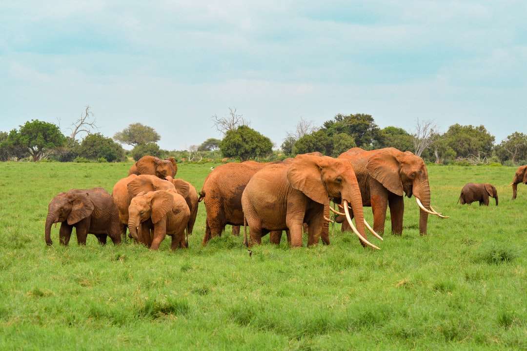 καφέ ελέφαντα στο πράσινο γρασίδι πεδίο παζλ online