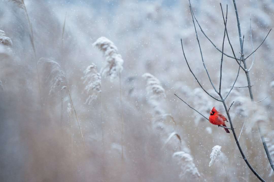 Fotografía de enfoque selectivo de pájaro cardenal en la rama de un árbol rompecabezas en línea