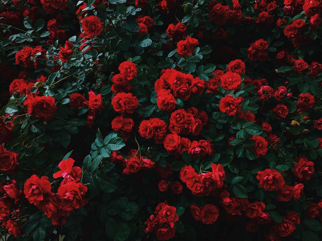 postel červených růží v květu skládačky online