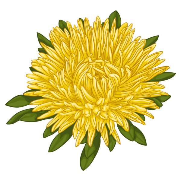 Chrysanthemen-Puzzle Online-Puzzle