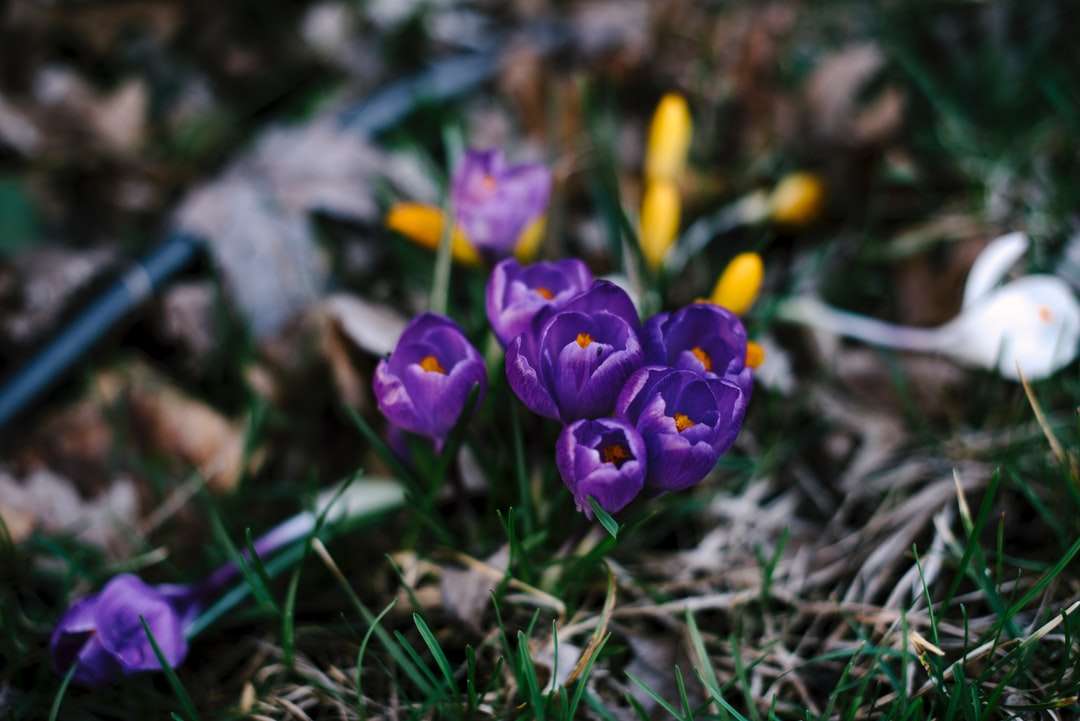 Fotografía de cerca de flores de pétalos de color púrpura rompecabezas en línea
