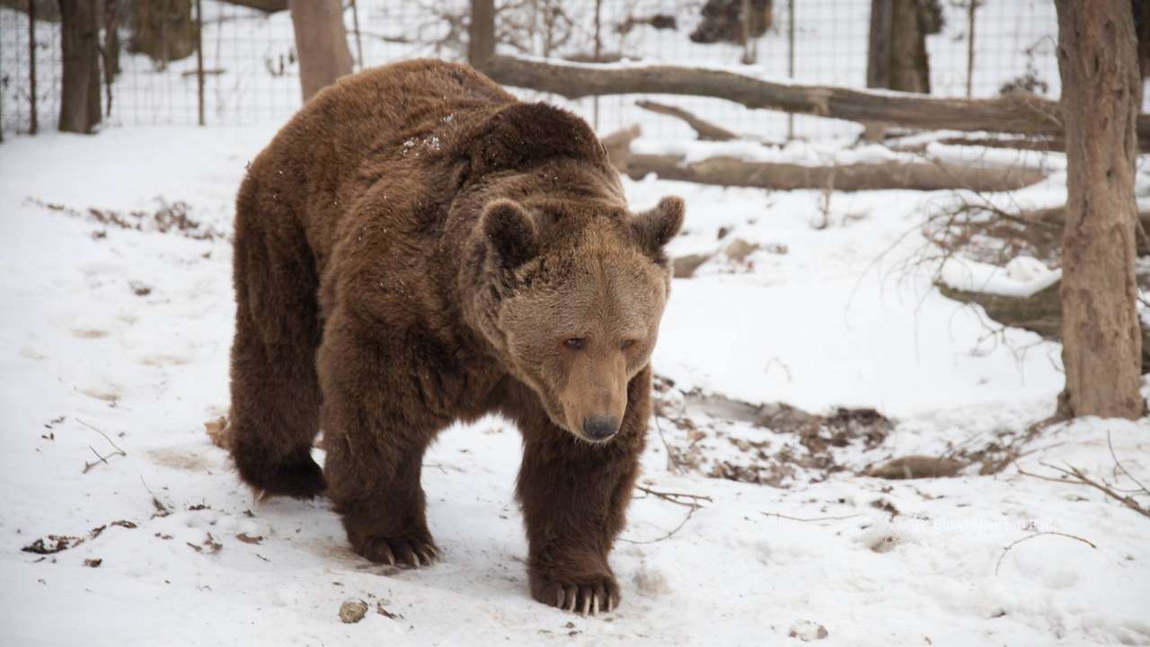 Αρκούδα αναζήτησης σπηλαίου παζλ online