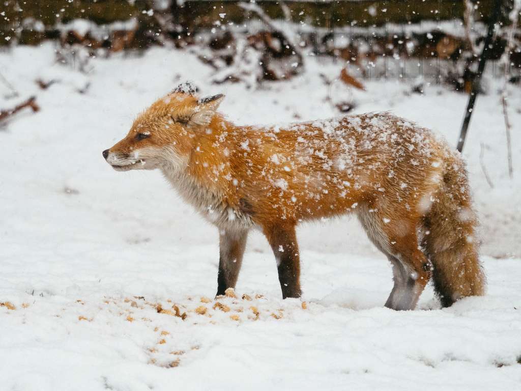 Un zorro en invierno rompecabezas en línea