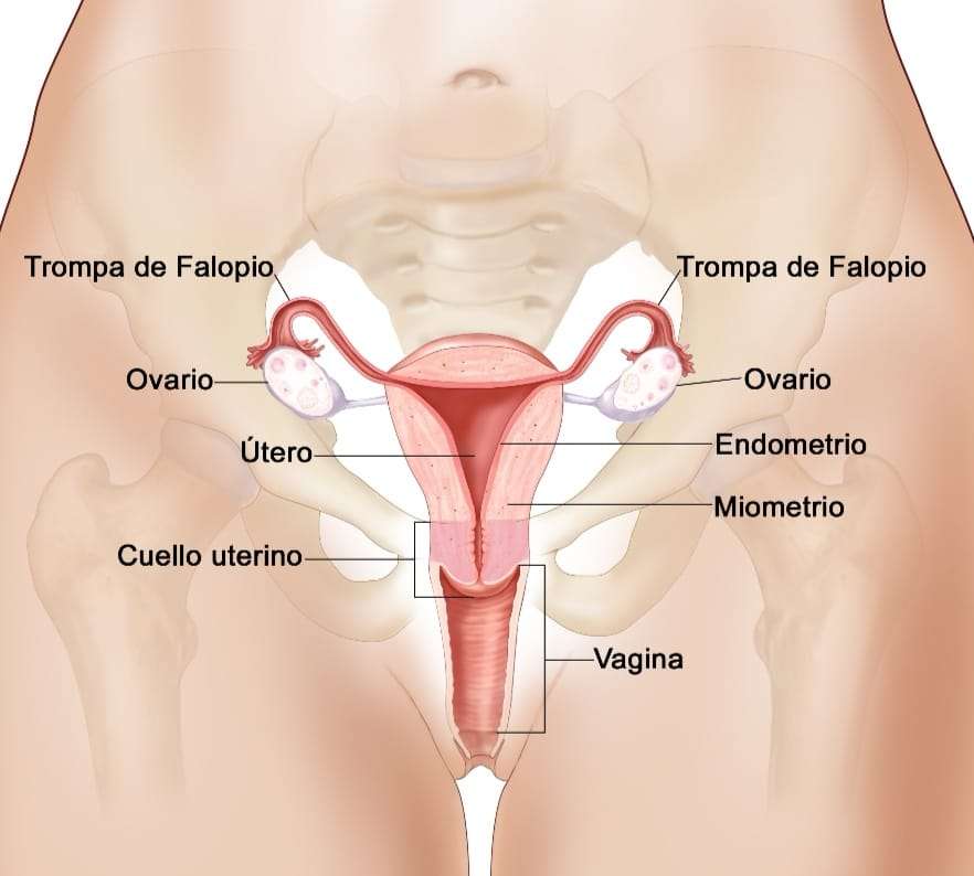 Kvinnligt reproduktionssystem pussel på nätet