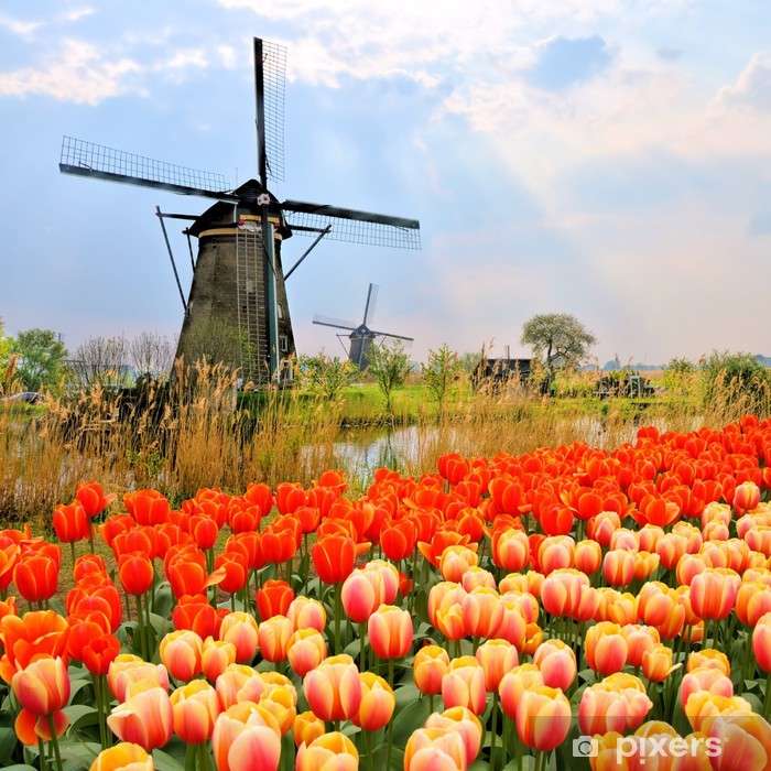 тюльпани в Нідерландах пазл онлайн