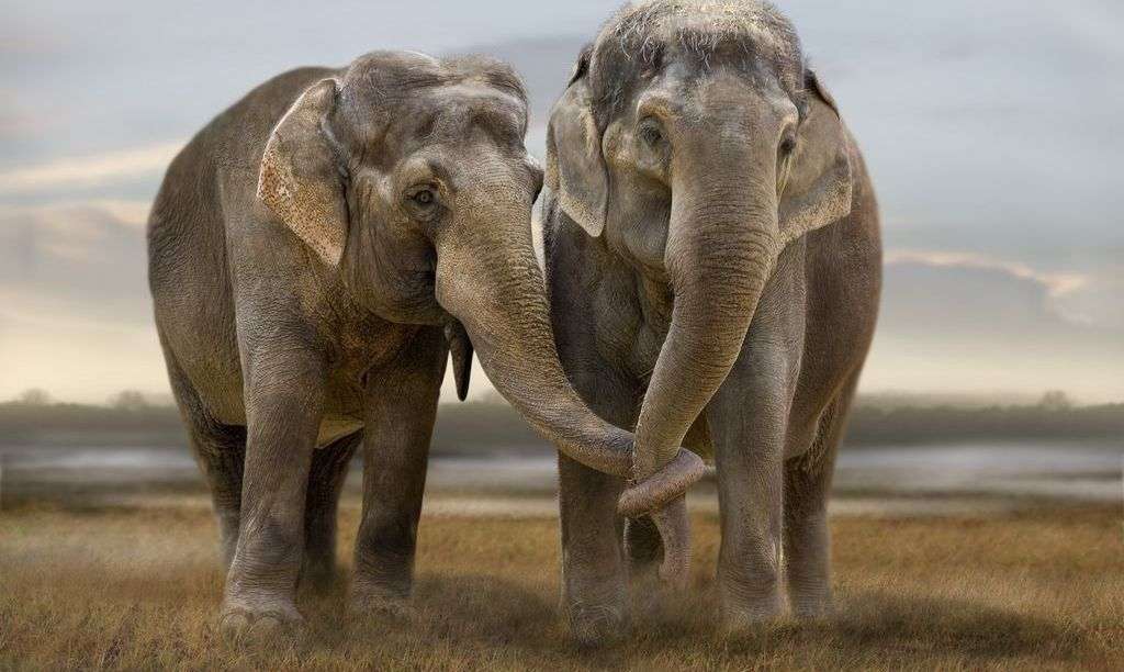 ελέφαντες (ζευγάρι) online παζλ