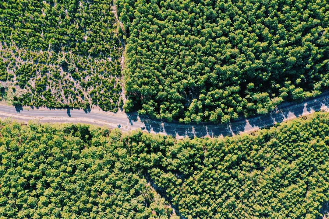 alberi verdi sulla strada di cemento grigio durante il giorno puzzle online