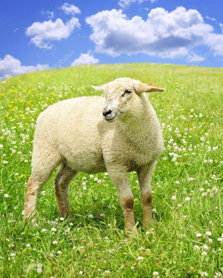Пъзел с овце онлайн пъзел