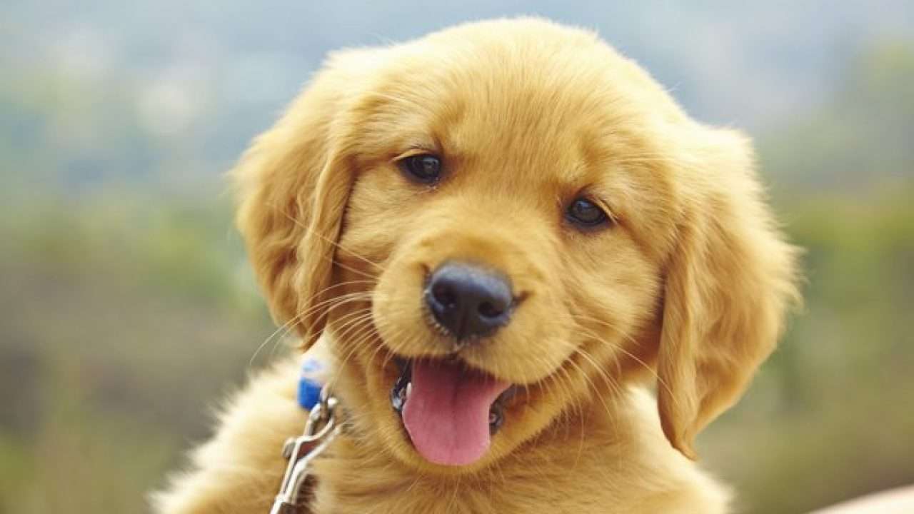 Golden Retriever Puppy quebra-cabeça