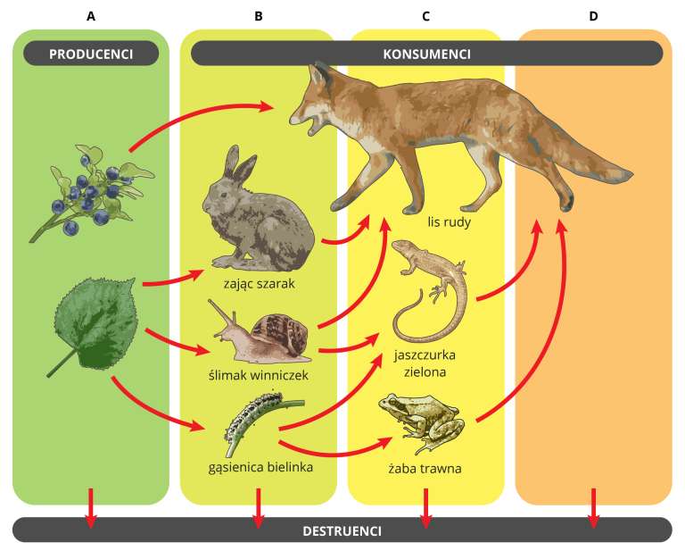 Food chain. Trophic networks. online puzzle