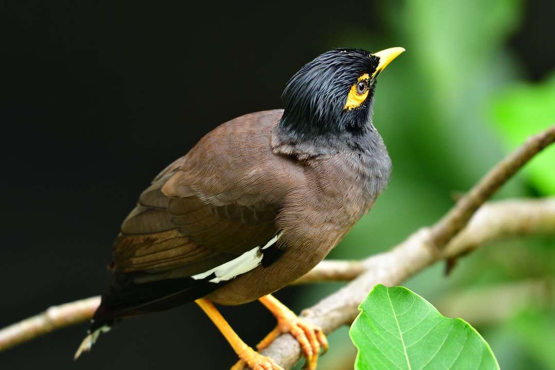 hnědý a černý pták na větvi stromu online puzzle