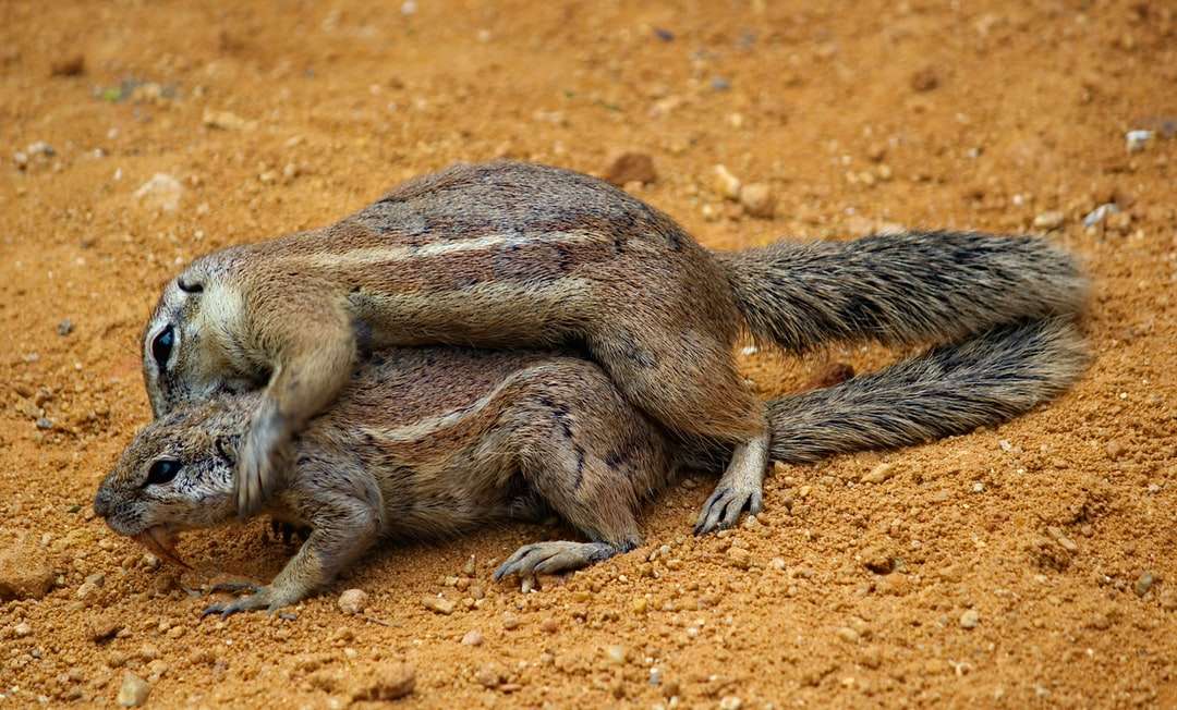 twee bruine eekhoorns legpuzzel online