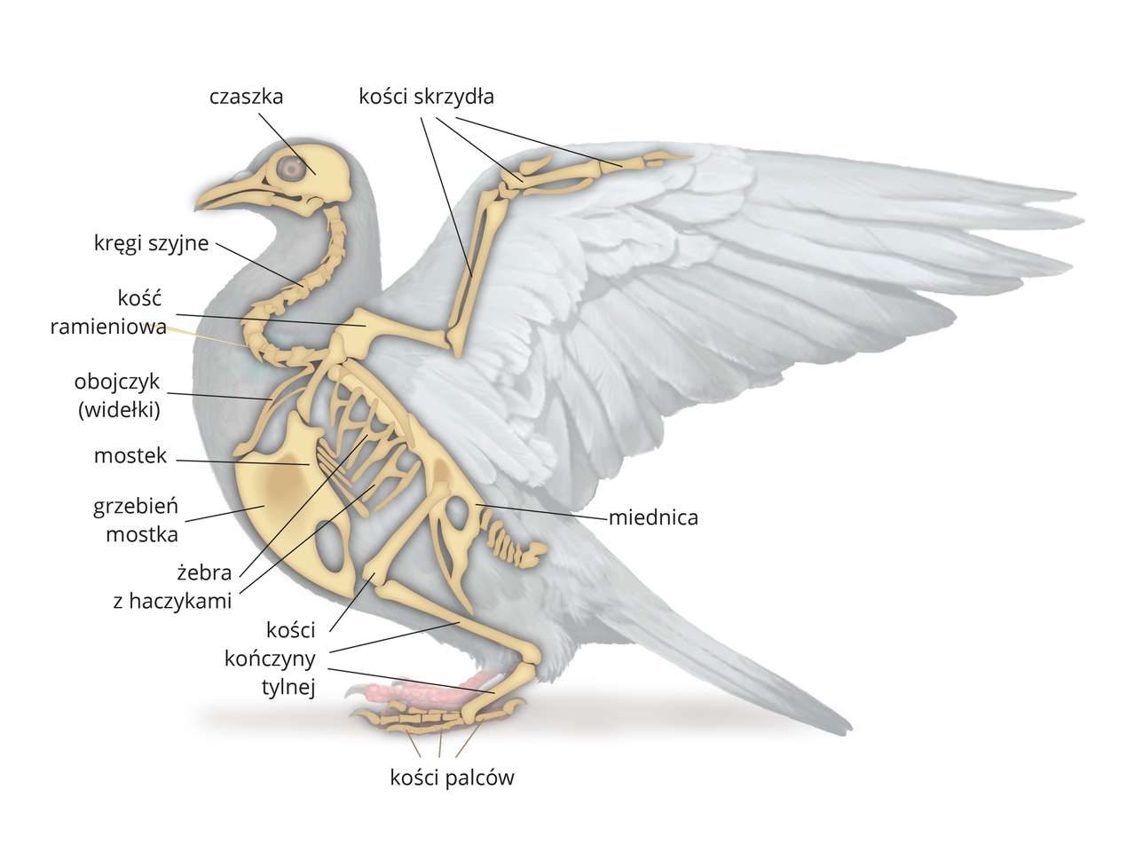 Скелет птицы онлайн-пазл