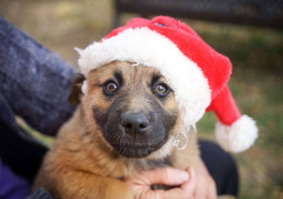 サンタの帽子をかぶったショートコートの茶色の子犬 ジグソーパズルオンライン