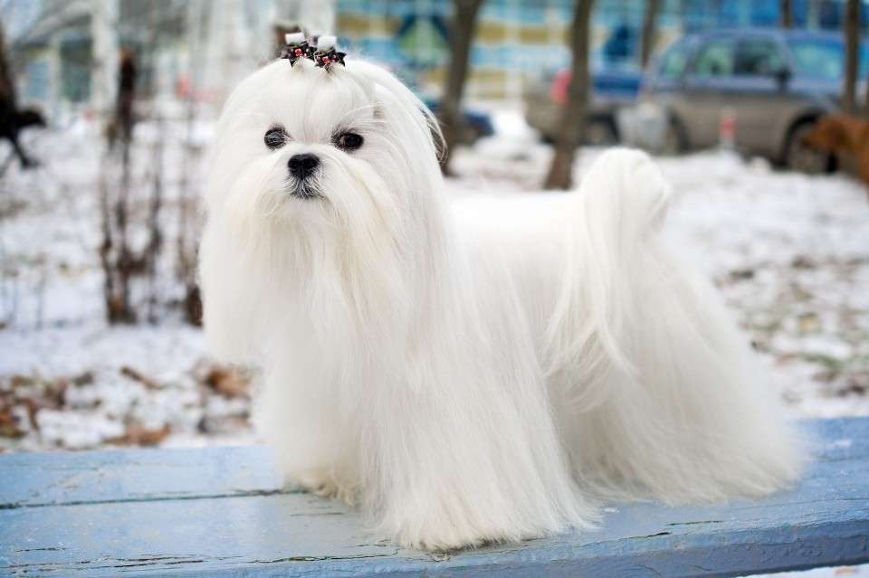 câine cu părul lung puzzle online