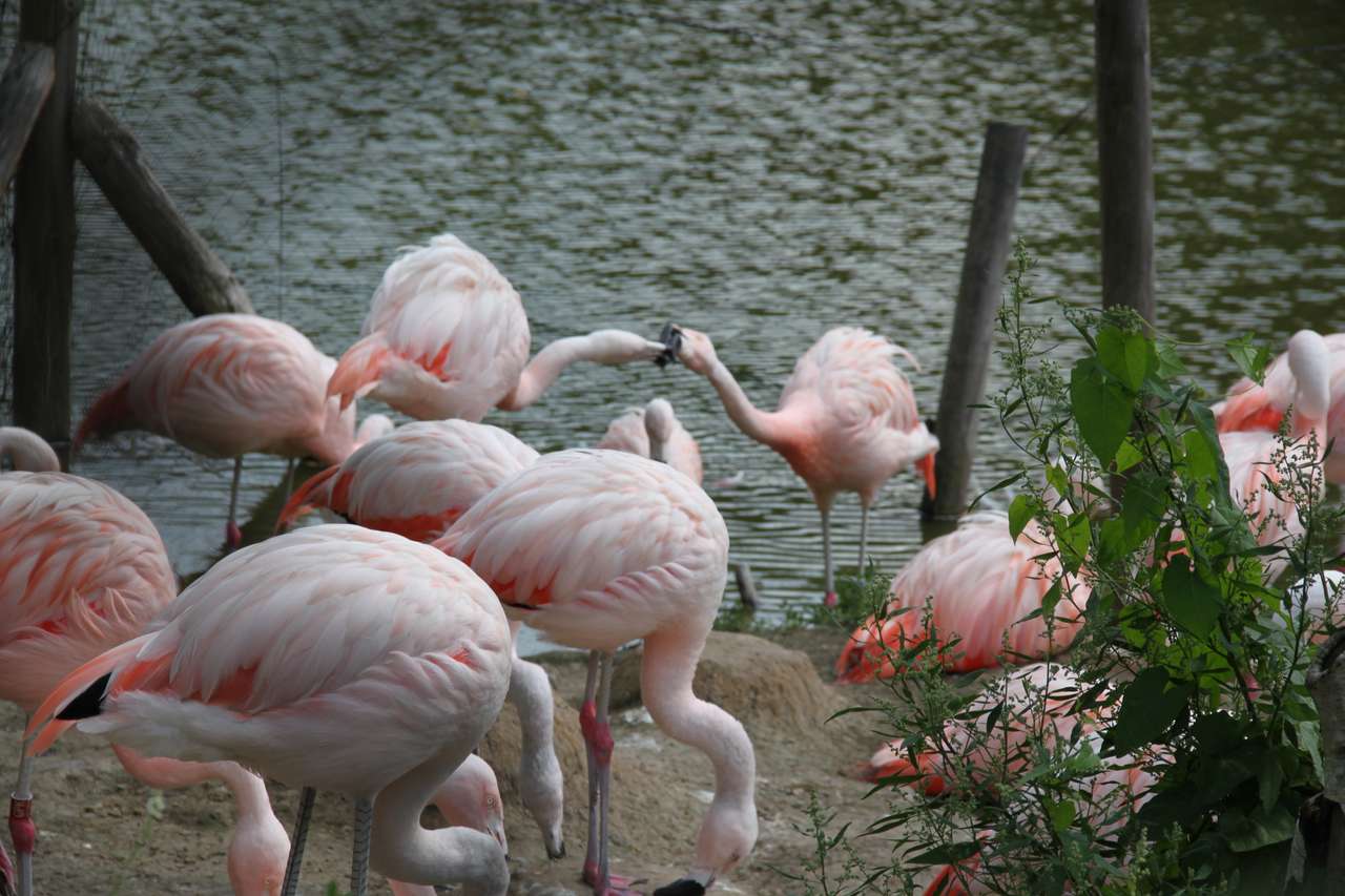 Flamingo's legpuzzel online