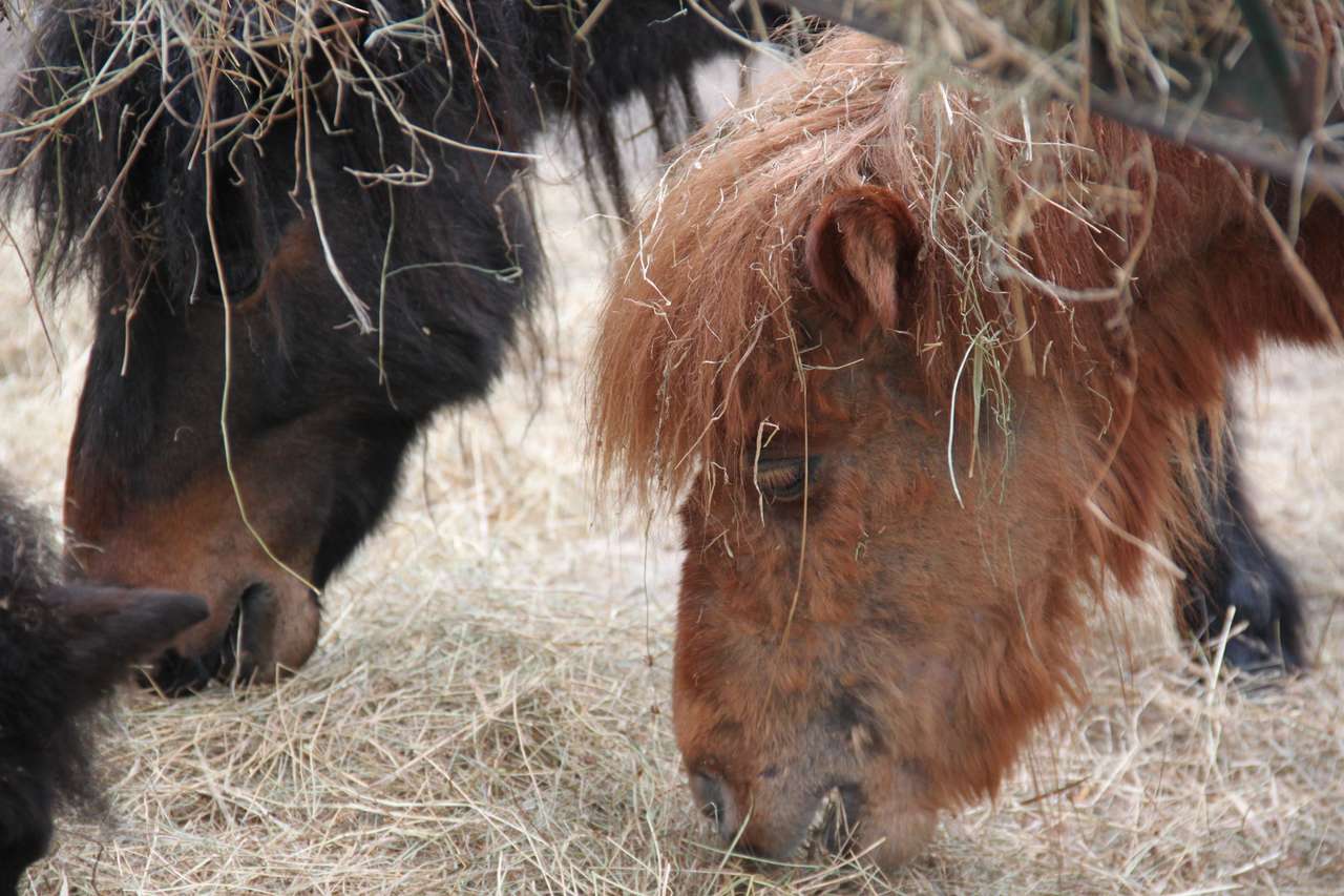 Ponies and hay online puzzle