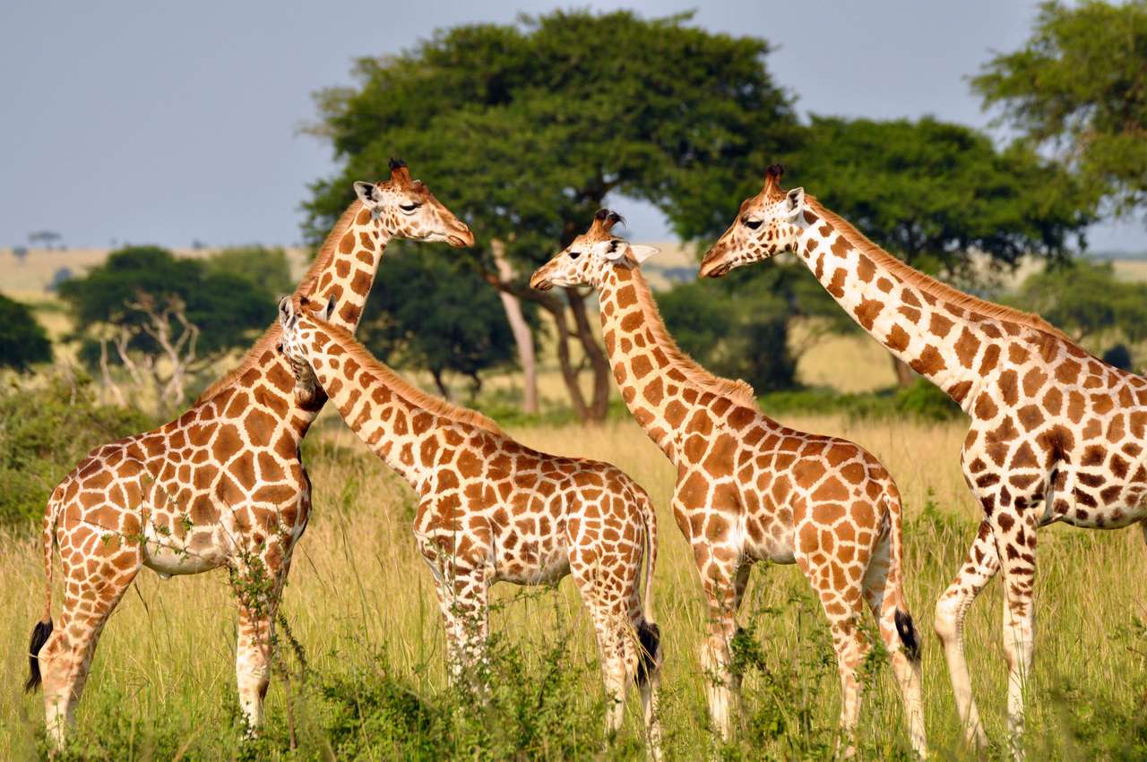 J'aime les girafes puzzle en ligne