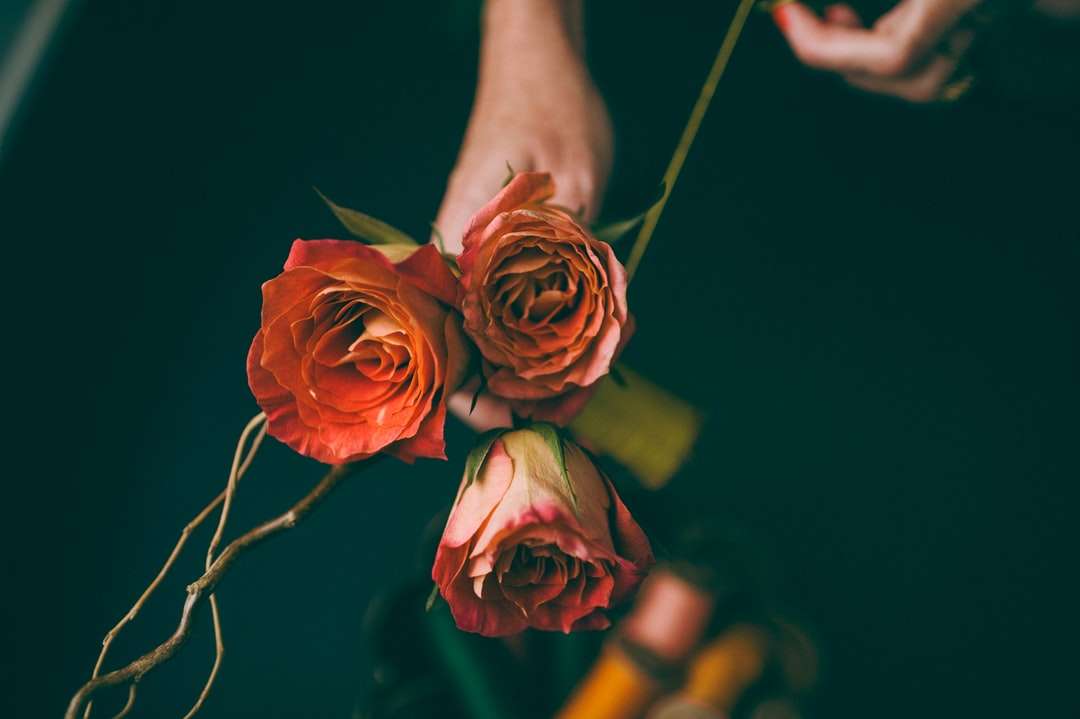 ρηχή εστίαση φωτογραφίας τριών κόκκινων λουλουδιών online παζλ
