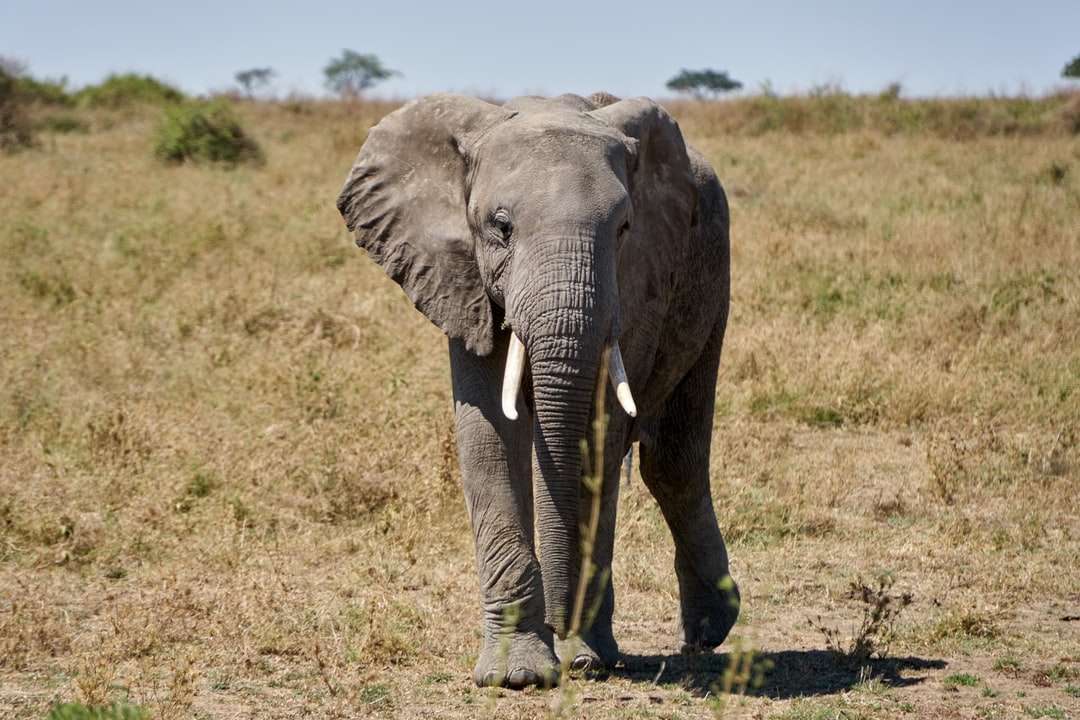elefante preto andando em campo de grama verde durante o dia puzzle online
