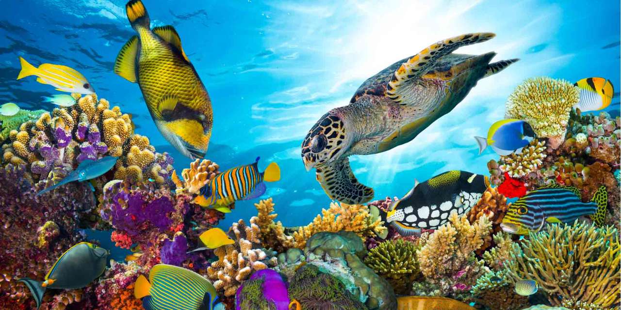 Puzzle cu animale marine puzzle online