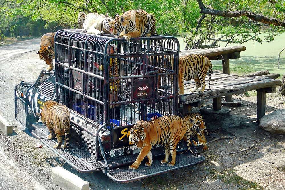 safari world bangkok rompecabezas en línea