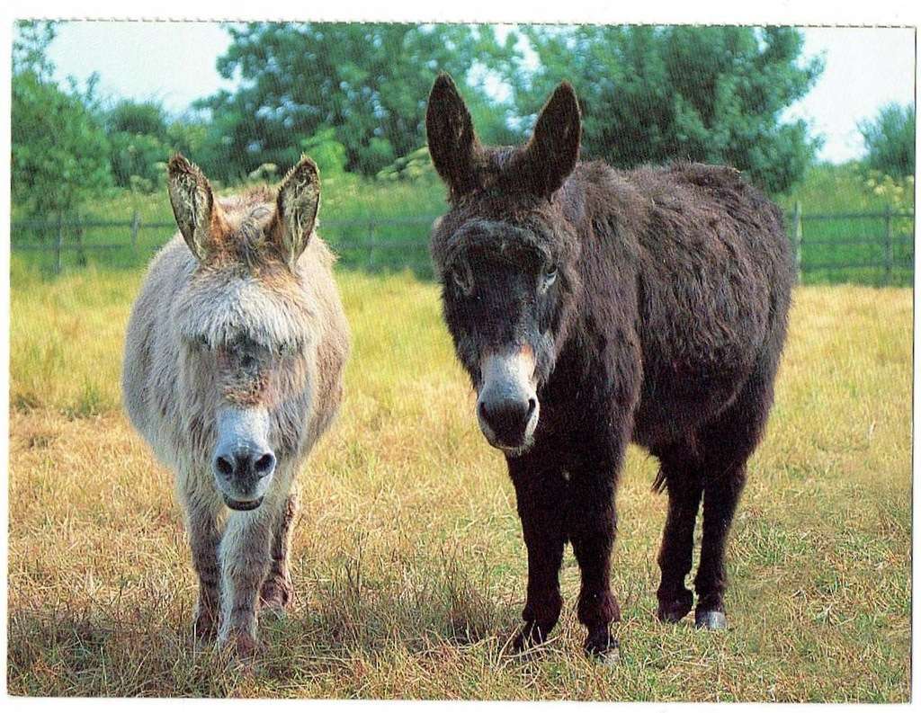 Two donkeys online puzzle