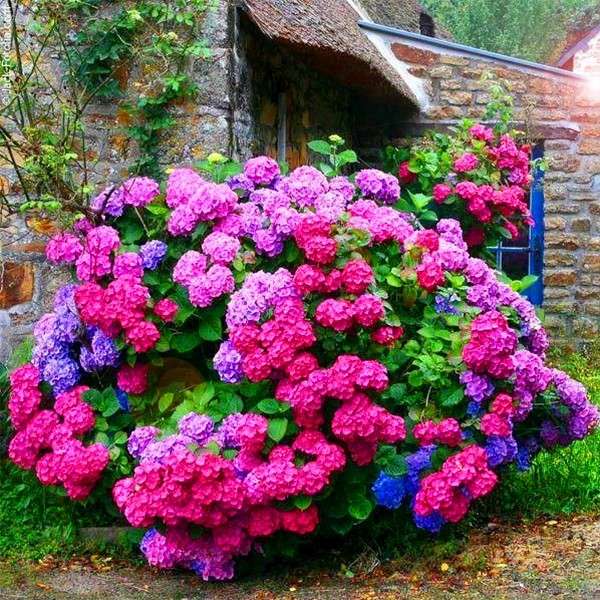 kleurrijke hortensia voor het huis online puzzel