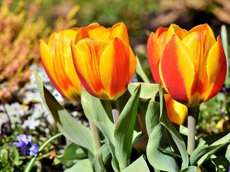 весенние тюльпаны онлайн-пазл