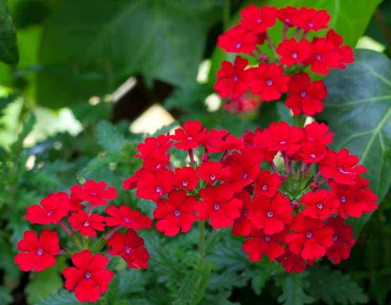 rode bloemen online puzzel