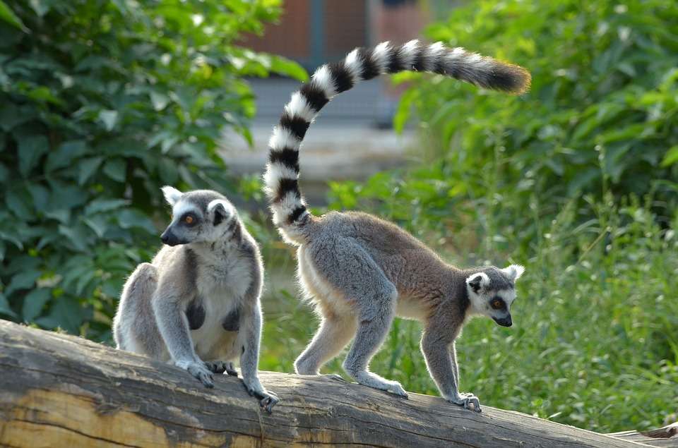 lemuri dalla coda puzzle online