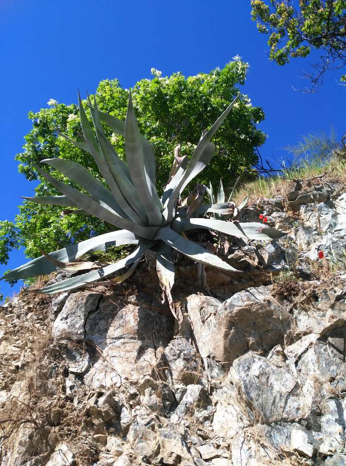 Agave above Sestri Ponente jigsaw puzzle online