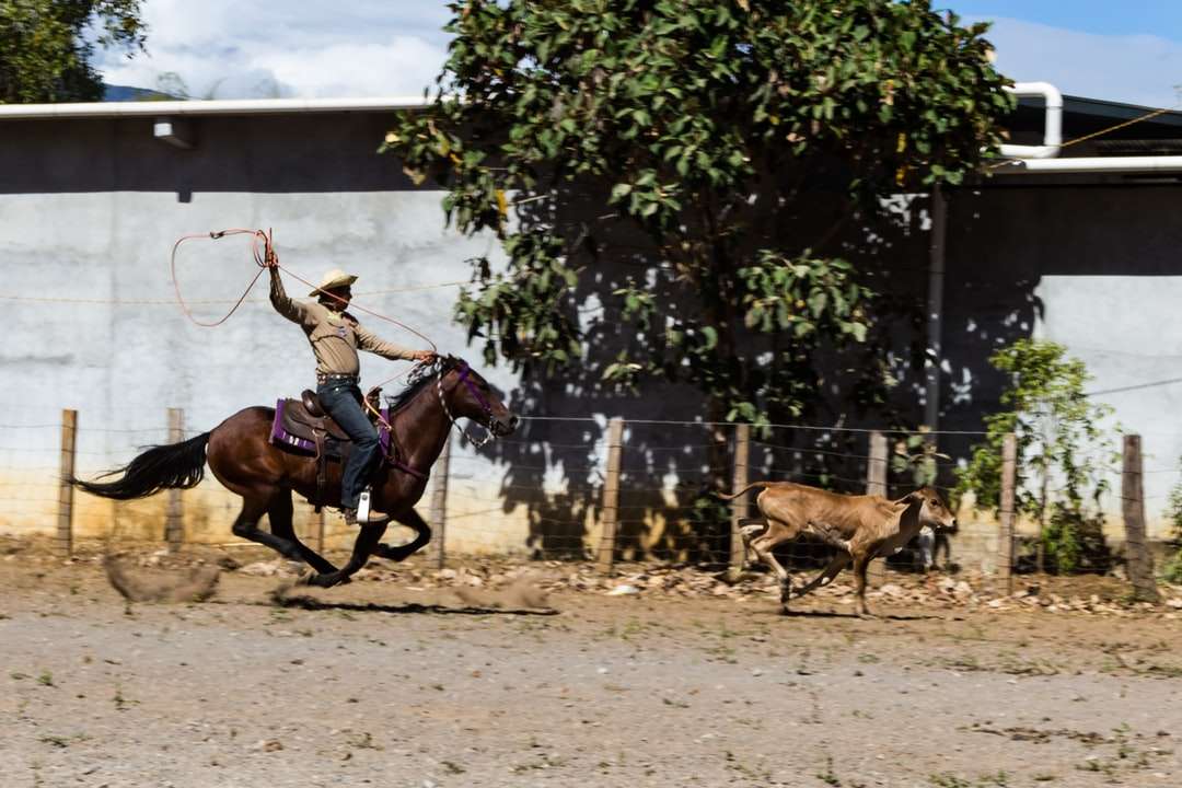 мужчина верхом на коричневой лошади пазл онлайн