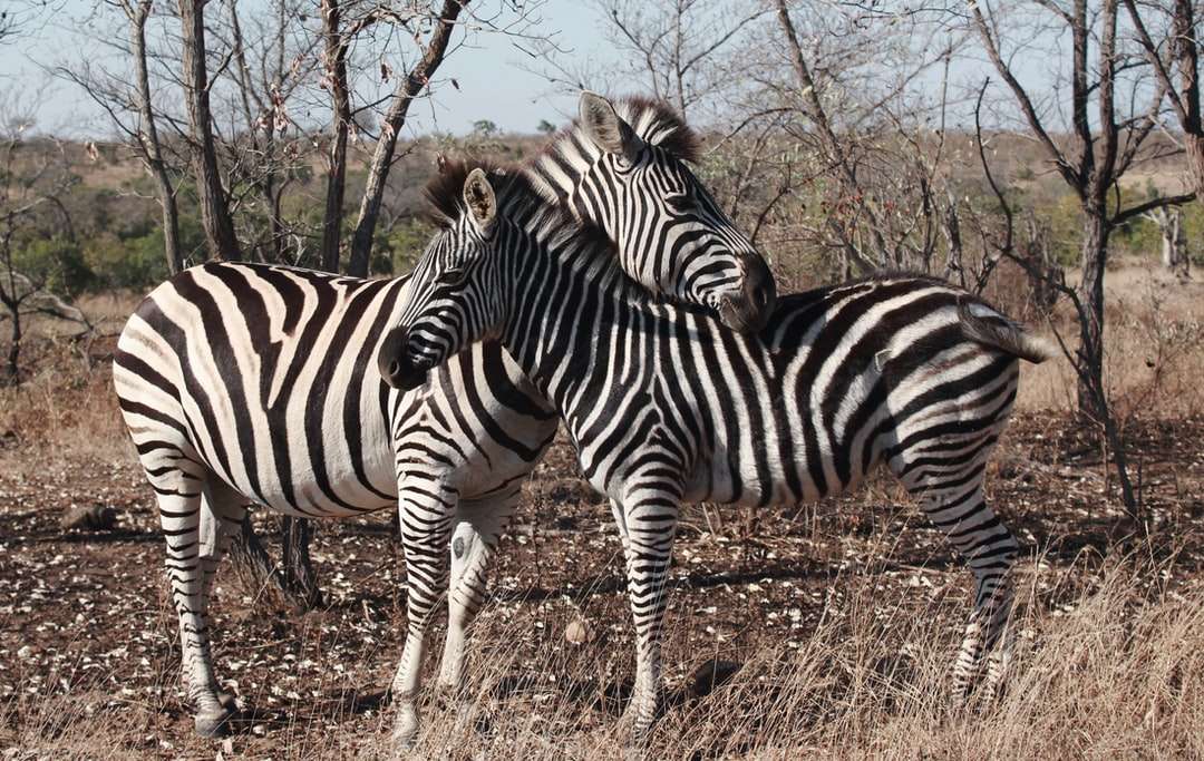 zebra in piedi sul campo di erba marrone durante il giorno puzzle online