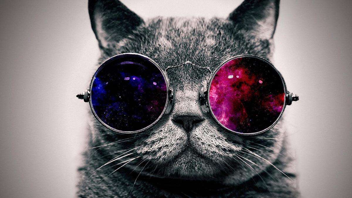 kočka s brýlemi skládačky online