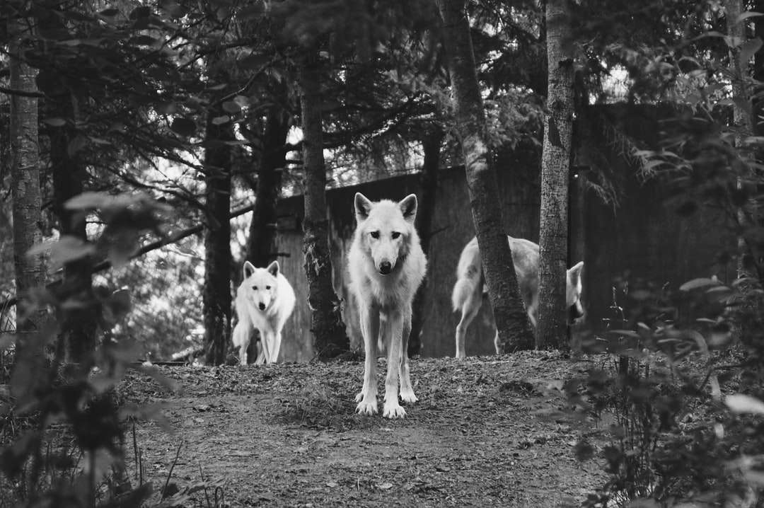 šedá fotografie tří psů v lese skládačky online