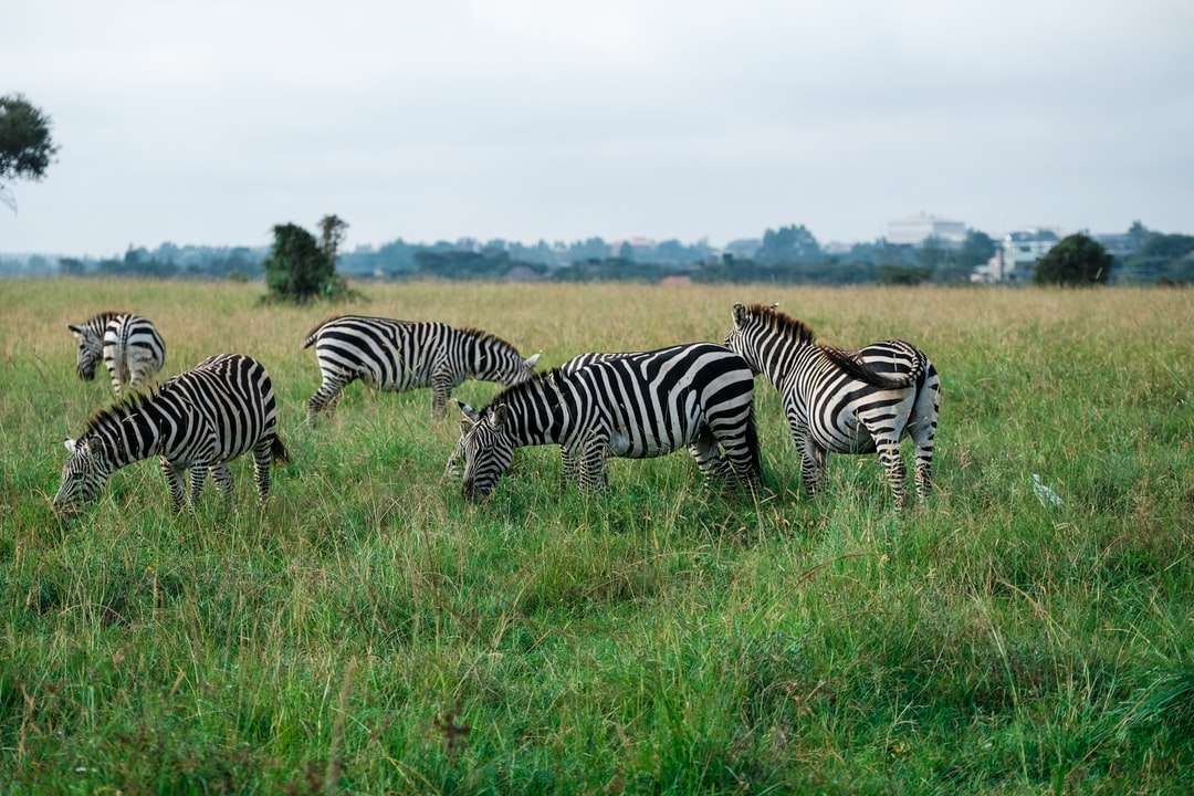 zebra's op veld legpuzzel online