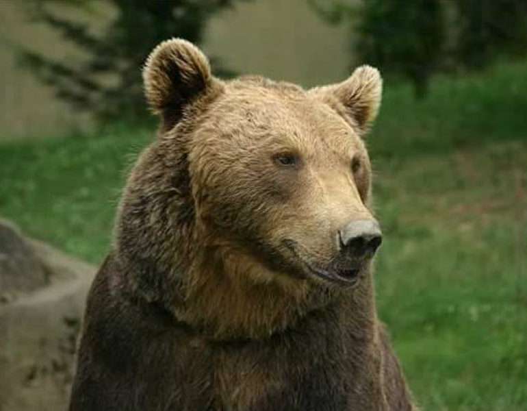 Den nyfikna nallebjörnen pussel på nätet