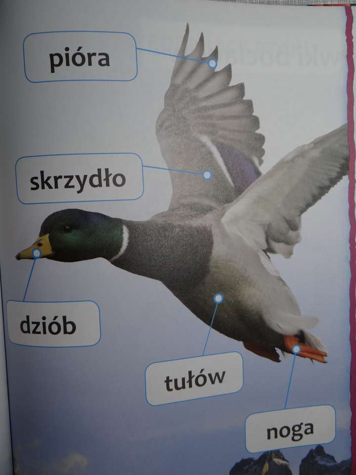 La struttura dell'uccello puzzle online