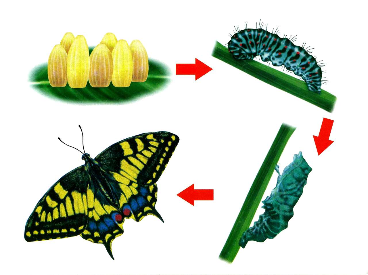 Levenscyclus van de vlinder legpuzzel online