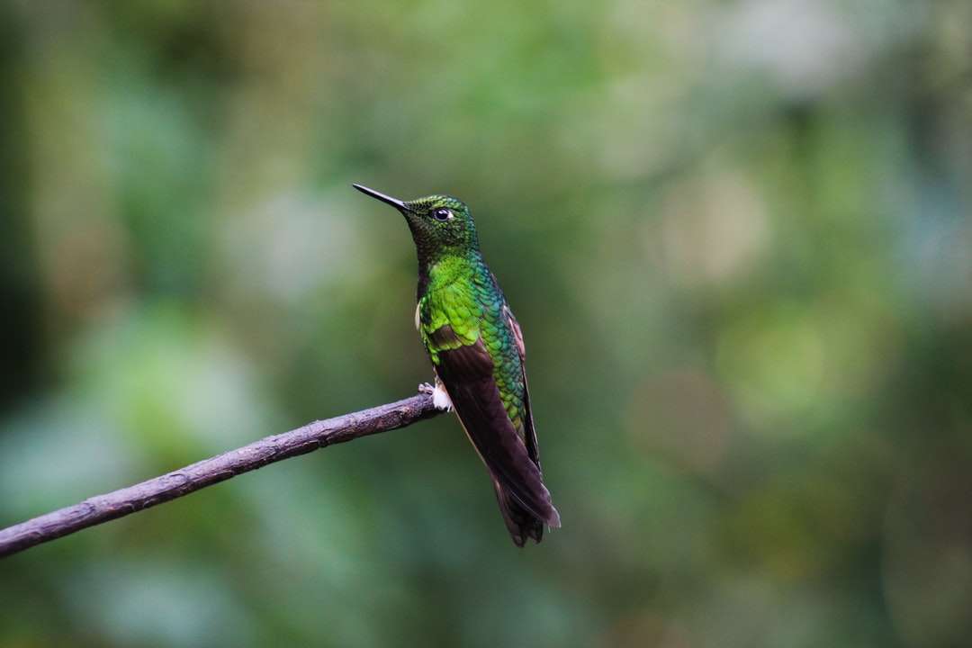 grön fågel uppflugen på kvist Pussel online