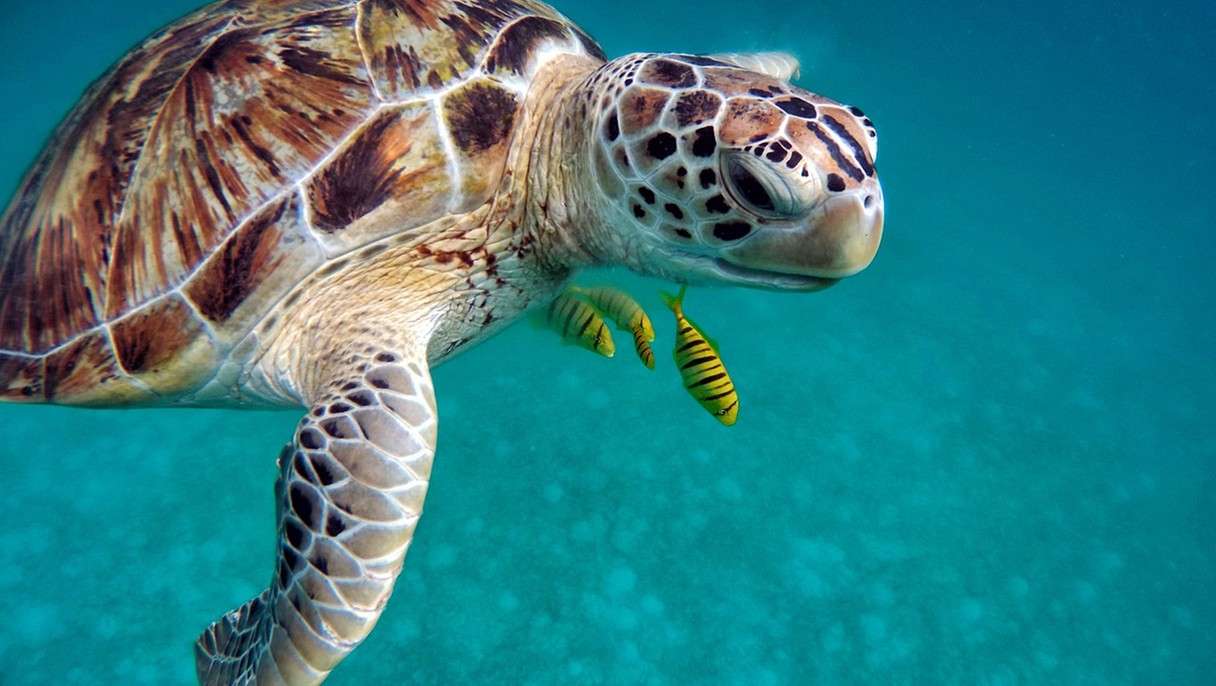 морска костенурка онлайн пъзел